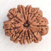 ten faced rudraksha